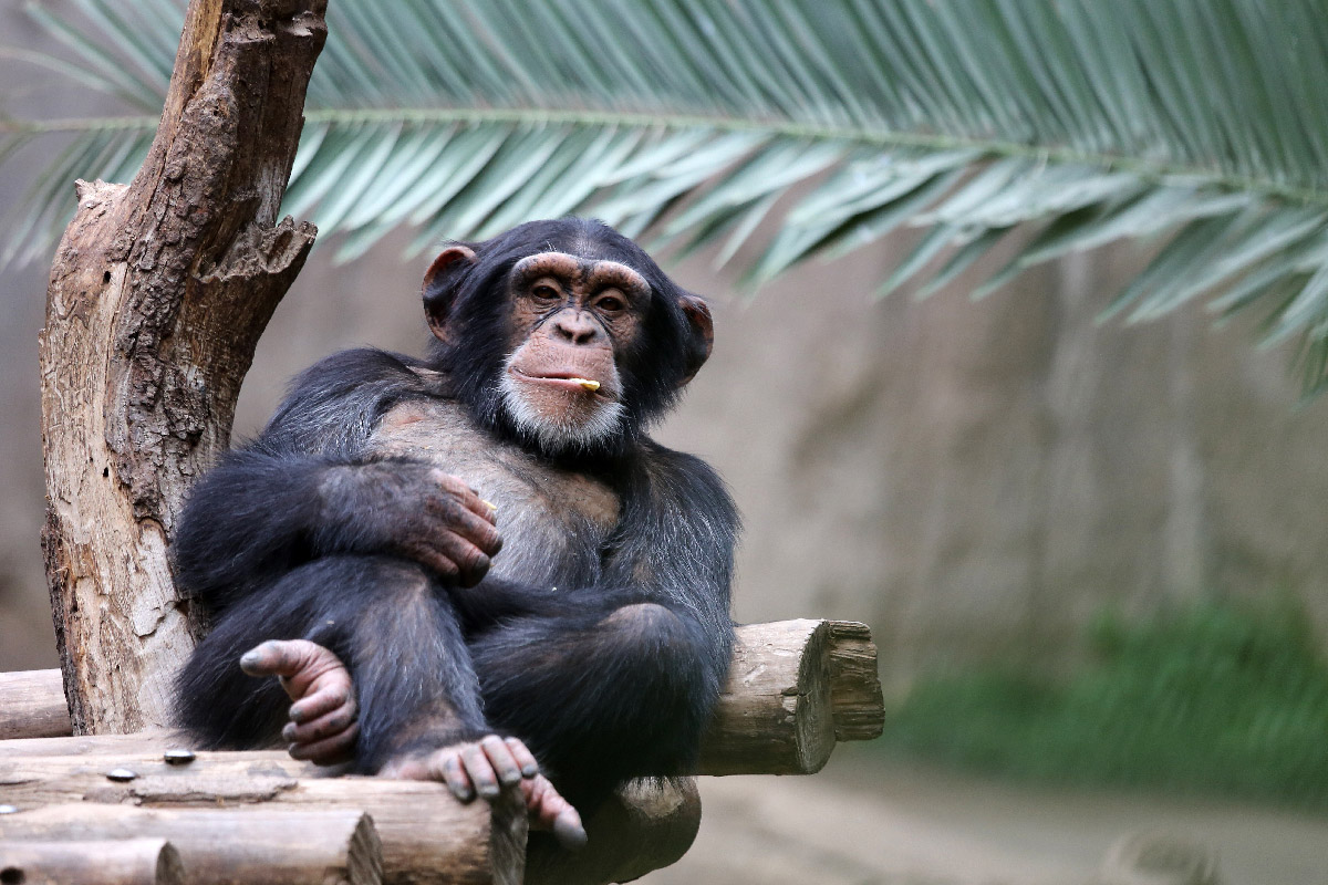 Chimpanzee relaxing